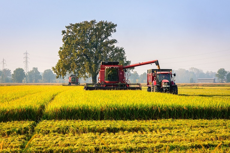 agricoltura riso