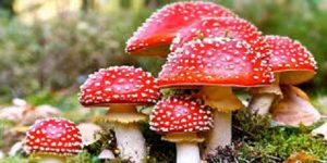 amanita falloide