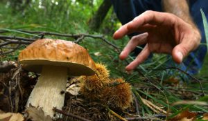 avvelenamento da funghi