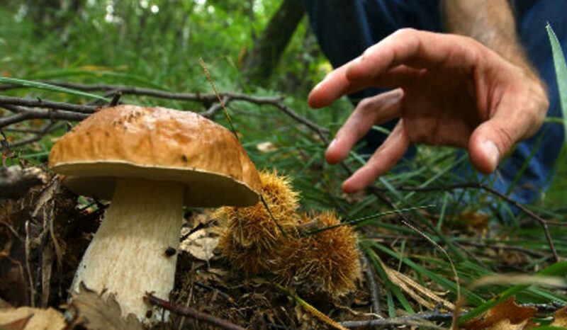 avvelenamento da funghi avvelenamento da funghi