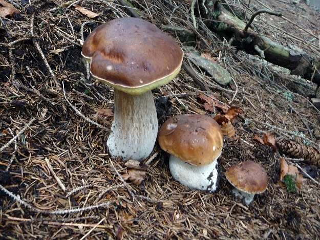 fungolandia