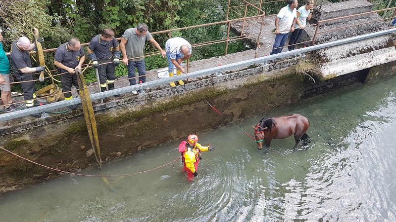 recupero cavallo torrente