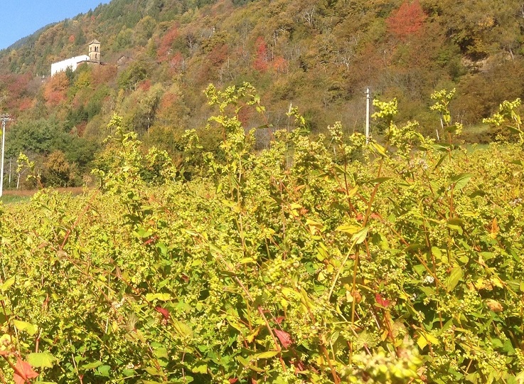 grano siberiano valtellinese grano siberiano valtellinese