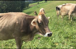 maximercato sapori e tradizioni bergamo