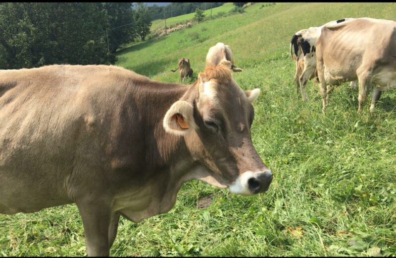 maximercato sapori e tradizioni bergamo