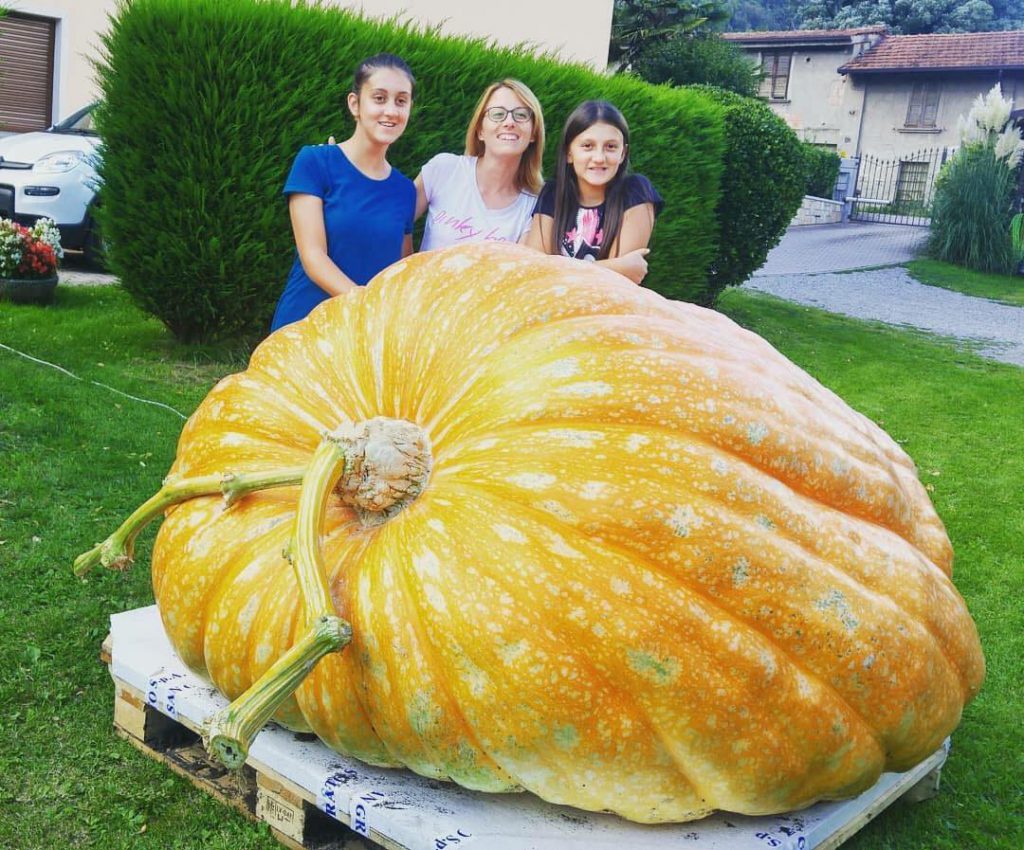 record mondo zucca