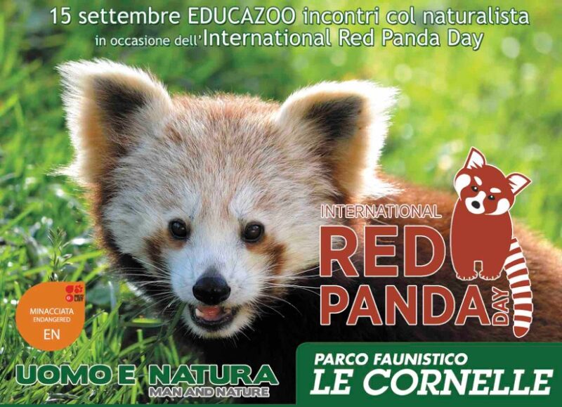 red panda day red panda day