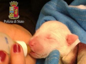 1525332 cucciolo