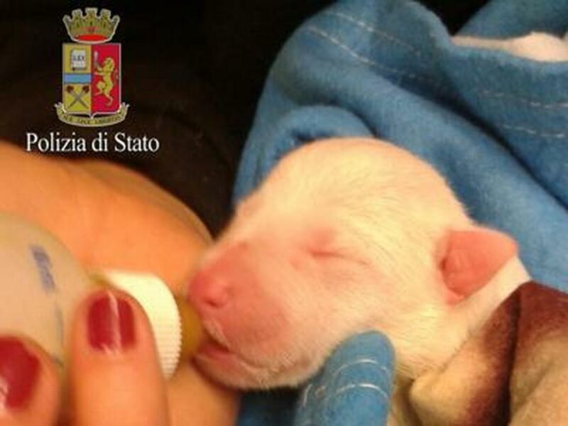 1525332 cucciolo 1525332 cucciolo