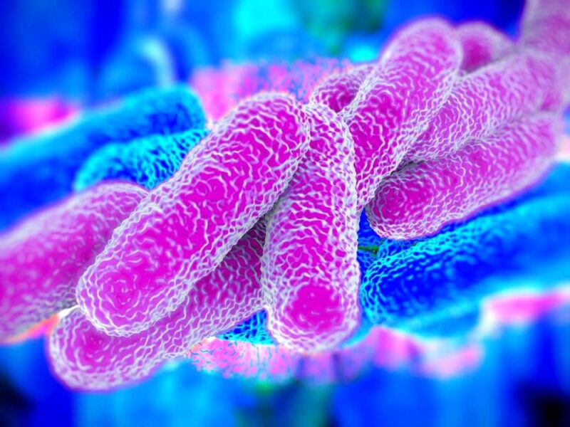 Legionella bacteria 2 Legionella bacteria 2