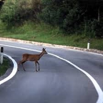 capriolo strada