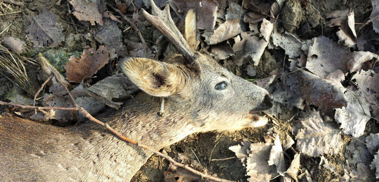 Capriolo Capriolo