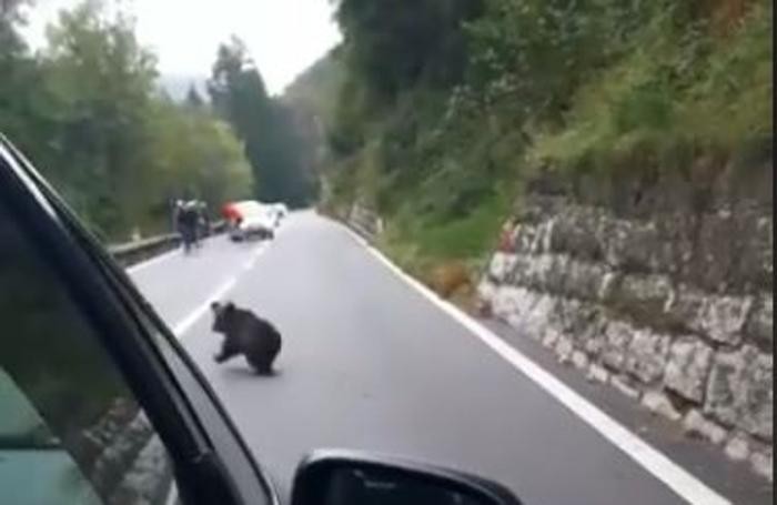 Orso ss42
