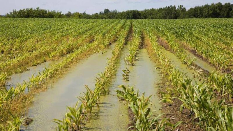 maltempo danni agricoltura