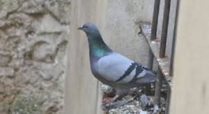piccioni