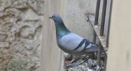 piccioni piccioni