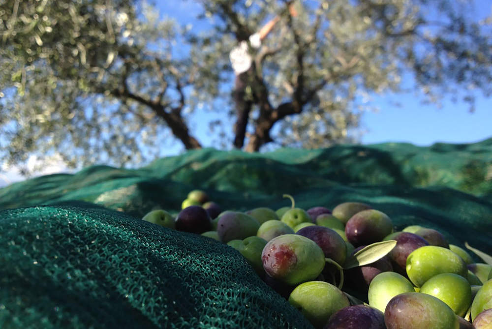 raccolta olive