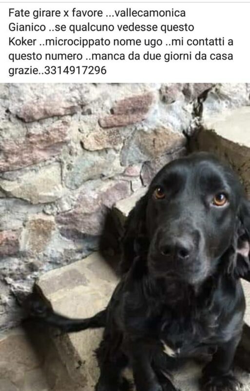 cane ugo disperso