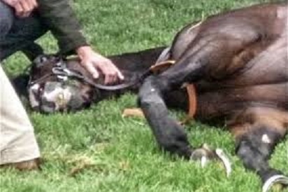 cavallo morto.jpg