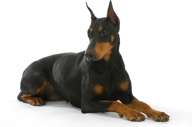 doberman pinscher1 doberman pinscher1