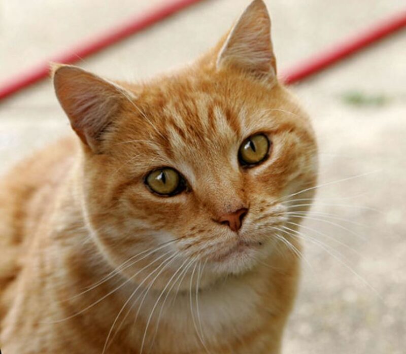 gatto 2