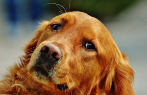 irish setter 1342257 640