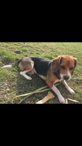 perso cane mito