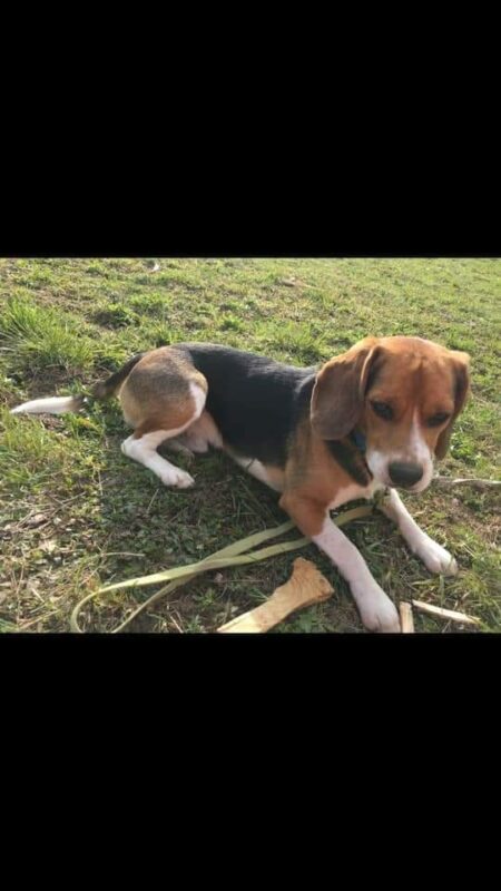 perso cane mito
