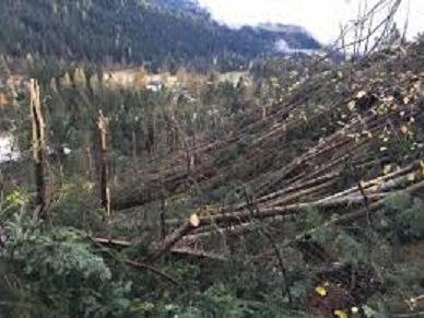 piante sradicatye piante sradicatye.jpg