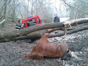 recupero cavallo morto