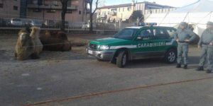 Carabinieri forestali circo.jpg
