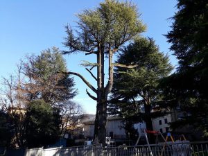 cedro parco gandino