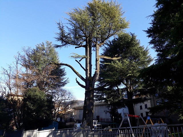 cedro parco gandino cedro parco gandino