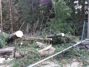 forte vento alberi abbattuti