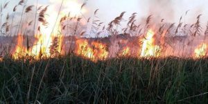 incendio canneto maganuco 410