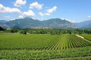 Franciacorta vign eti