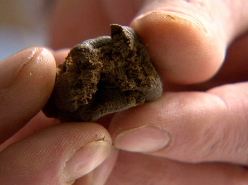 hashish arresto