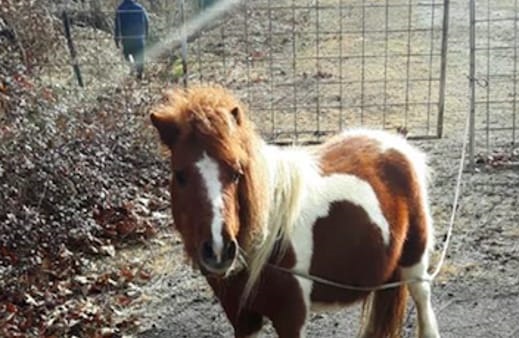 pony abbandonato.jpg