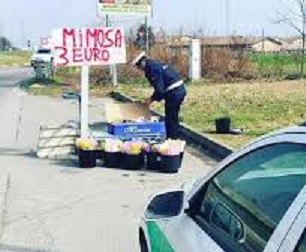 Mimose abusivo Mimose abusivo.jpg