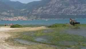 alghe sebino
