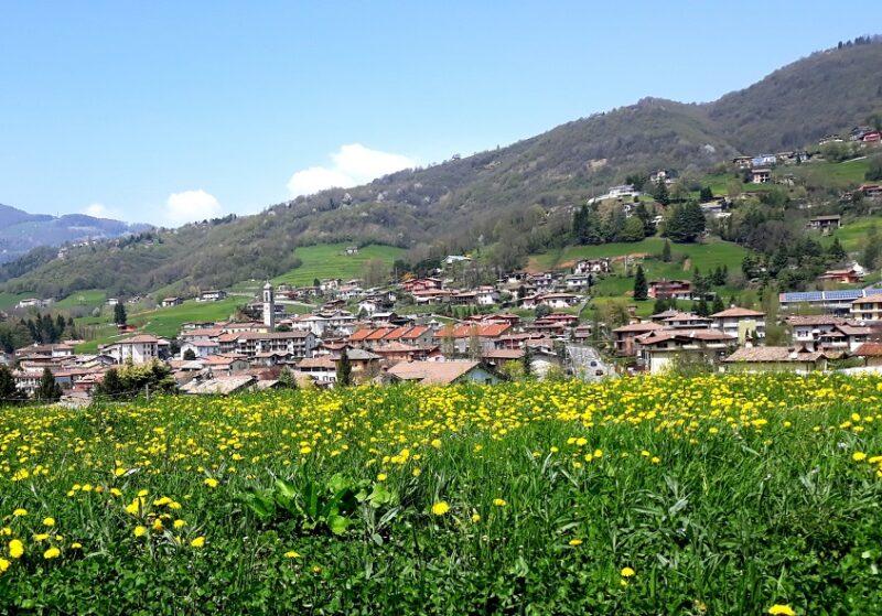 Cazzano cicoria Cazzano cicoria
