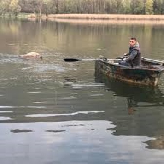 Cervo morto lago Endine.jpg