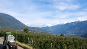 Frutteto Valtellina.jpg