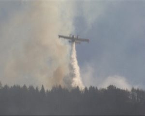 Incenbio Campolaro 1