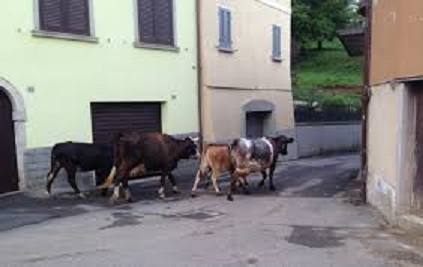 Toro e mandria Toro e mandria.jpg