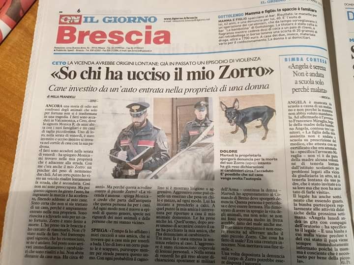 cane zorro cane zorro