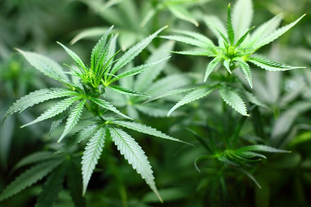 Cannabis Cannabis