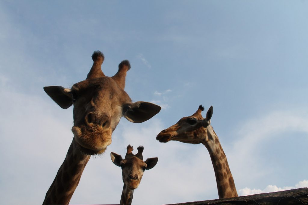 ParcoLeCornelle World Giraffe Day 2019 ParcoLeCornelle World Giraffe Day 2019