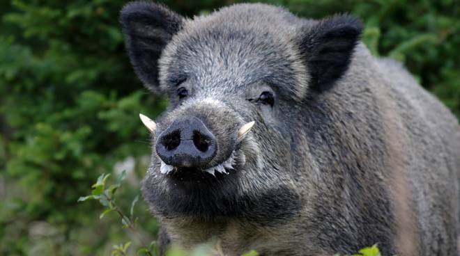 cinghiale 594537.660x368