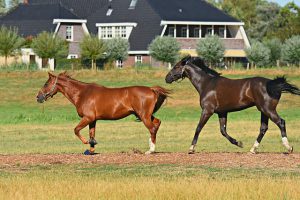 horses